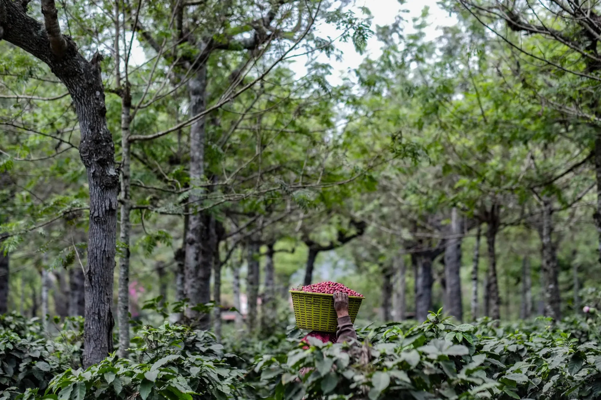 A coffee picker carrying a basket of ripe coffee cherries through a shaded farm