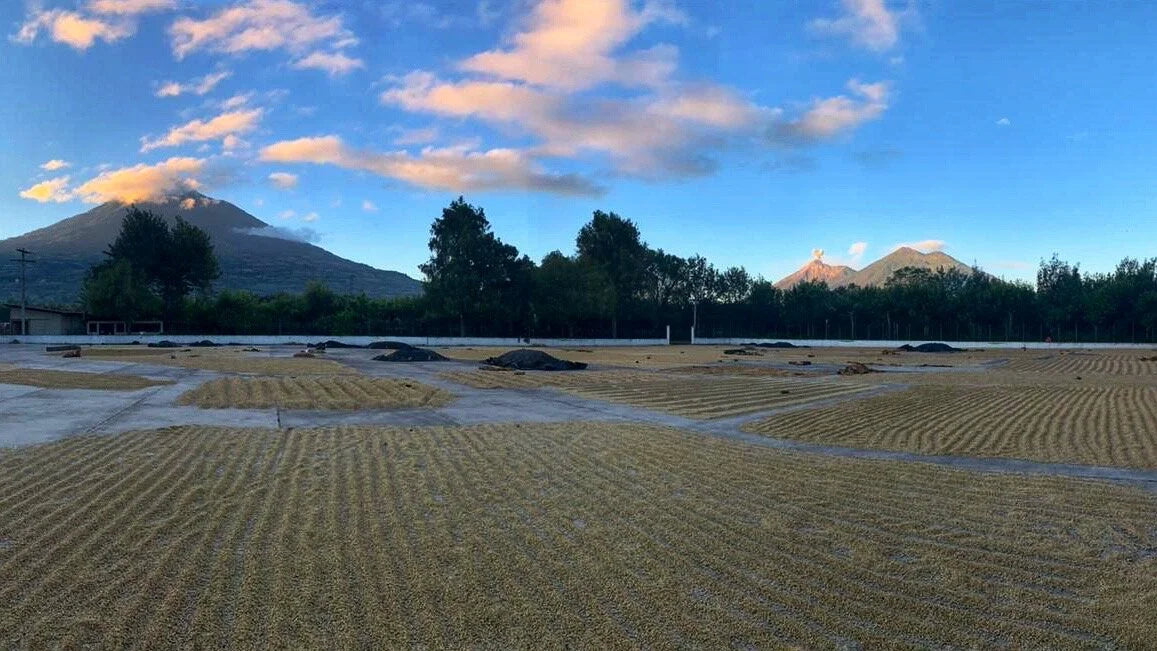 Coffee drying on patios near volcanoes in Guatemala